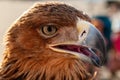 Steppe Golden Eagle. Head of an eagle golden eagle in three quarters close-up, selective focus Royalty Free Stock Photo