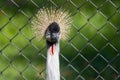 head of an East African crowned crane (Balearica regulorum gibbericeps) Royalty Free Stock Photo