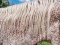 Head and eck of red brown dotted white older mare Royalty Free Stock Photo