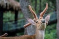 Head of Eld`s deer Royalty Free Stock Photo