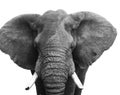 Head of elephant isolated on white background. Wild animal Royalty Free Stock Photo
