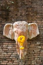 Head elephants Statue on tha wall