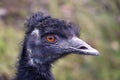 Head of the emu Royalty Free Stock Photo