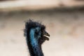 Head of an emu Dromaius novaehollandiae, the second-largest living bird by height, after its ratite relative, the ostrich