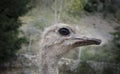 Head of emu. (Struthio camelus Royalty Free Stock Photo