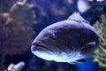 Head of Epinephelus marginatus