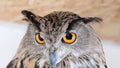 The head of the eurasian Eagle Owl - Bubo bubo. Close up Royalty Free Stock Photo