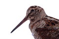 Head of Eurasian Woodcock (Scolopax rusticola) on white