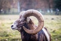 Head of a European Mouflon