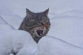 head of a European wild cat, Felis s. silvestris, peeks out of a snowdrift Royalty Free Stock Photo