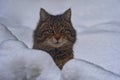 Head of a European wild cat, Felis s. Silvestris, peeks out of a snowdrift Royalty Free Stock Photo