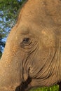 Head and the eye of an asian elephant closeup Royalty Free Stock Photo