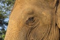 Head and the eye of an asian elephant closeup Royalty Free Stock Photo