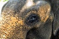 Head and the eye of an asian elephant closeup Royalty Free Stock Photo