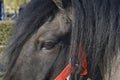 Head and eye of a brown horse. Close-up. red bridle Royalty Free Stock Photo