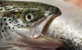 Head with eye fish salmon large teeth open-mouth predator.