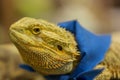 Head and eye of Iguana