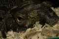 Head and eye of a monitor lizard macro photography Royalty Free Stock Photo