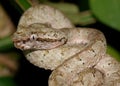 Head of Eyelash Pit Viper, Bothriechis schlegelii Royalty Free Stock Photo