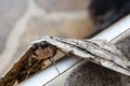 Head And Eyes Of A Thysania Zenobia Moth Royalty Free Stock Photo