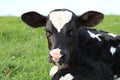 Head and face of black and white holstein calf looking at the camera