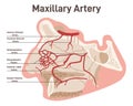 Head and face circulatory system. Anatomical diagram of maxillary artery Royalty Free Stock Photo