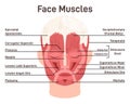 Head and face muscles. Didactic scheme of anatomy of human