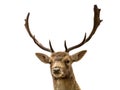 Head of fallow deer Royalty Free Stock Photo