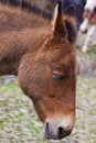 Head of a Farm Donkey