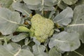 Head of Farm Fresh Broccolli in a Home Garden Royalty Free Stock Photo