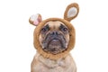 Head of fawn French Bulldog dog wearing Easter bunny costume ears headband on white background Royalty Free Stock Photo