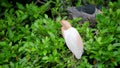 The head feathers of the cattle egret turn orange-yellow.