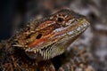 Head of a female bearded dragon, color macro picture Royalty Free Stock Photo