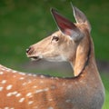 Head of a female deer close-up. Selective focus Royalty Free Stock Photo