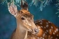 Head of a female deer close-up. Selective focus Royalty Free Stock Photo