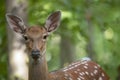 Head of a female deer close-up. Selective focus Royalty Free Stock Photo