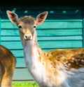 The head of a female european fallow deer in close up, Summer season coat, popular zoo animal specie Royalty Free Stock Photo