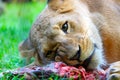 Head of a female lion lying on a piece of bloody meat