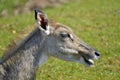 Head of Nilgai seen from profile Royalty Free Stock Photo