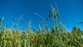 Head in the fields of wheat, poppy and wild grass, in spring