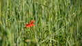 Head in the fields of wheat, poppy and wild grass, in spring