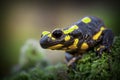 Head of a Fire salamander newt looking in camera Royalty Free Stock Photo