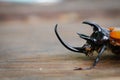 Head of Five-horned rhinoceros beetle on wood background with copy space