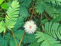 Head flower fresh with leaf green background