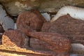 The head of the 48 foot long sleeping Buddha statue at the Pidurangala Temple at Sigiriya in Sri Lanka. Royalty Free Stock Photo