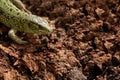 The head and forelimbs of the lizard are nimble on the brown background of the soil. Selective focus. Copy space