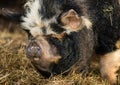 Head of forequarters of kunekune pig among hay