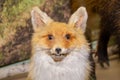 The head of a forest fox with two canines