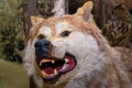 The head of a forest wolf with oskalenny teeth