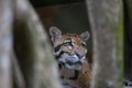 Head of a Formosan clouded leopard behind the blurred tree trunk in a selective focus Royalty Free Stock Photo